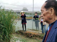 超級稻啟動收割畝產1149公斤,創世界水稻單產紀錄
